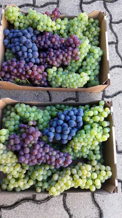 Tafeltrauben