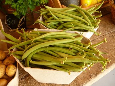 Fisolen