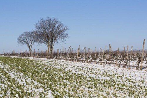 Weingarten Winter_Waberer, Schimmer