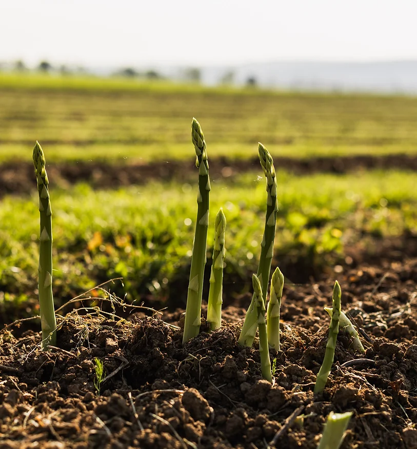 BIO Grünspargel