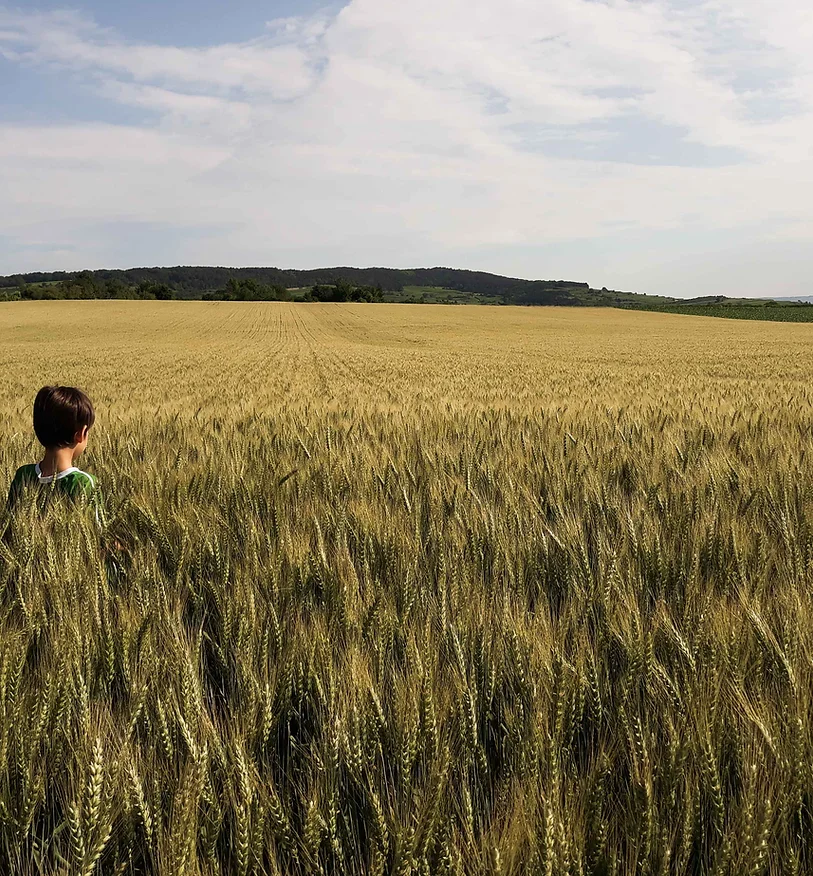 BIO Getreide und Luzerne
