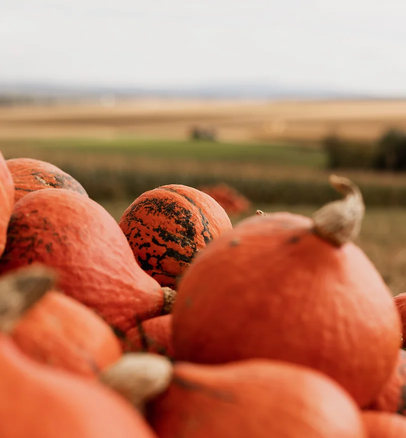 BIO Speise- und Ölkürbis