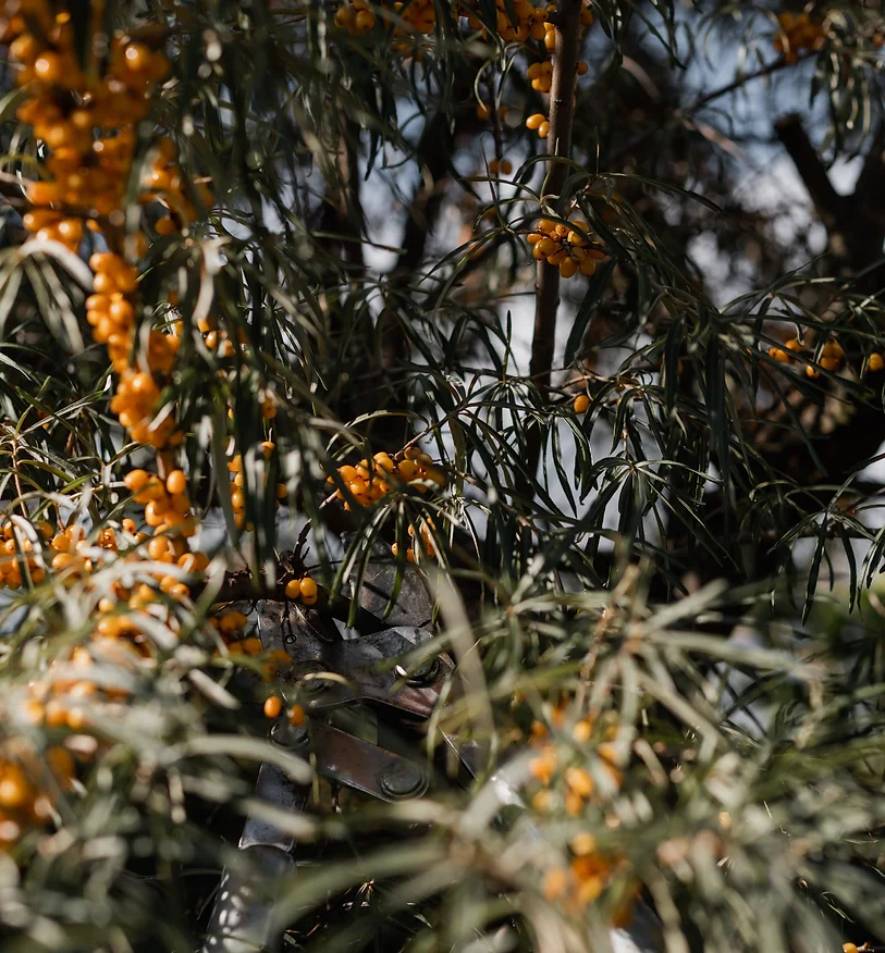 Produkte aus dem Waldgarten