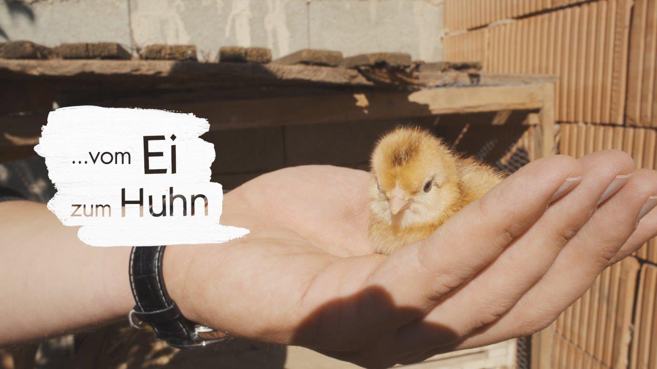 Produktvideo Vom Ei zum Huhn_LEADER Region Weinviertel Ost