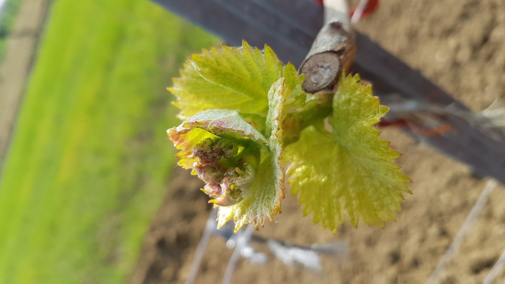 Weingut Ullmer Weingut Ullmer