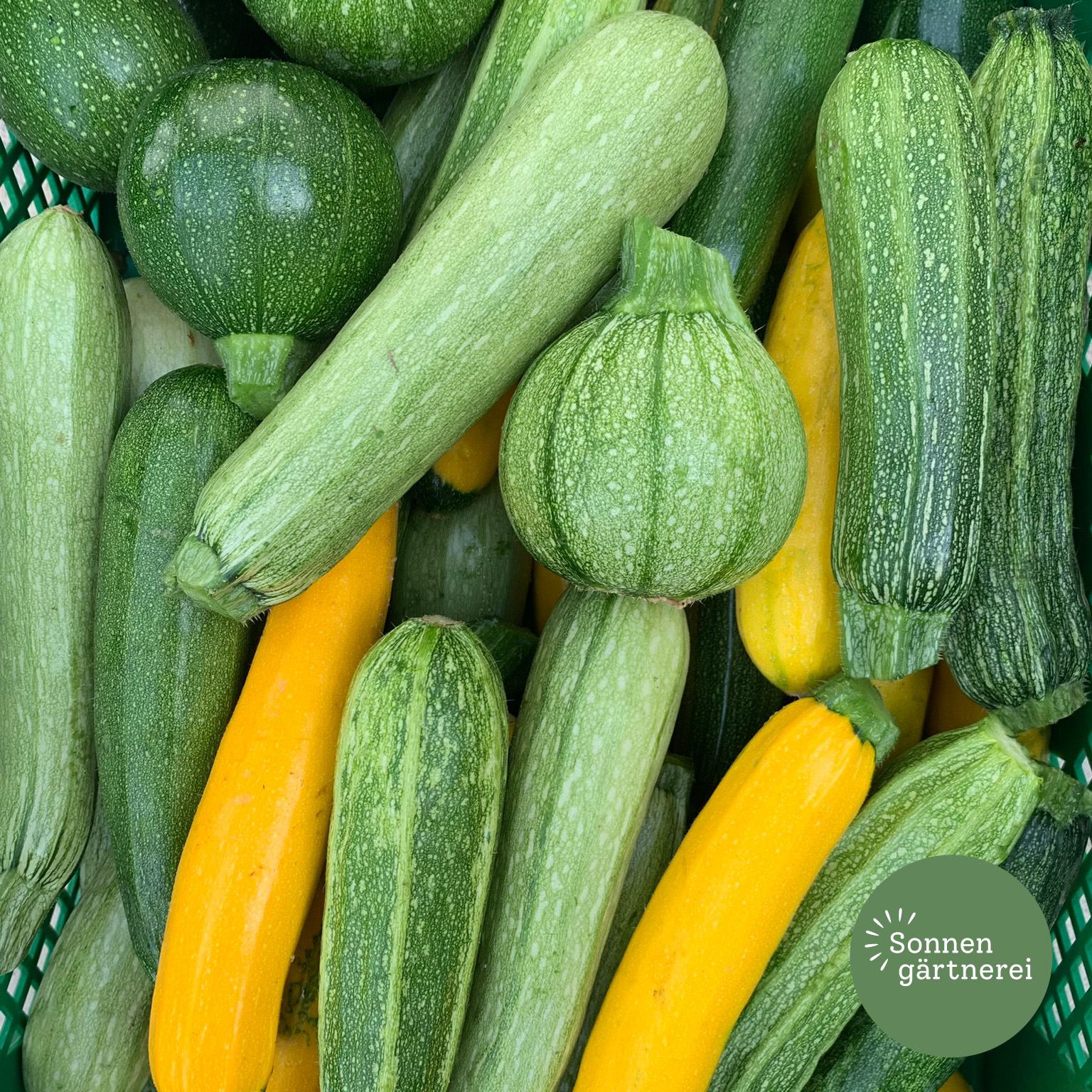 Zucchini