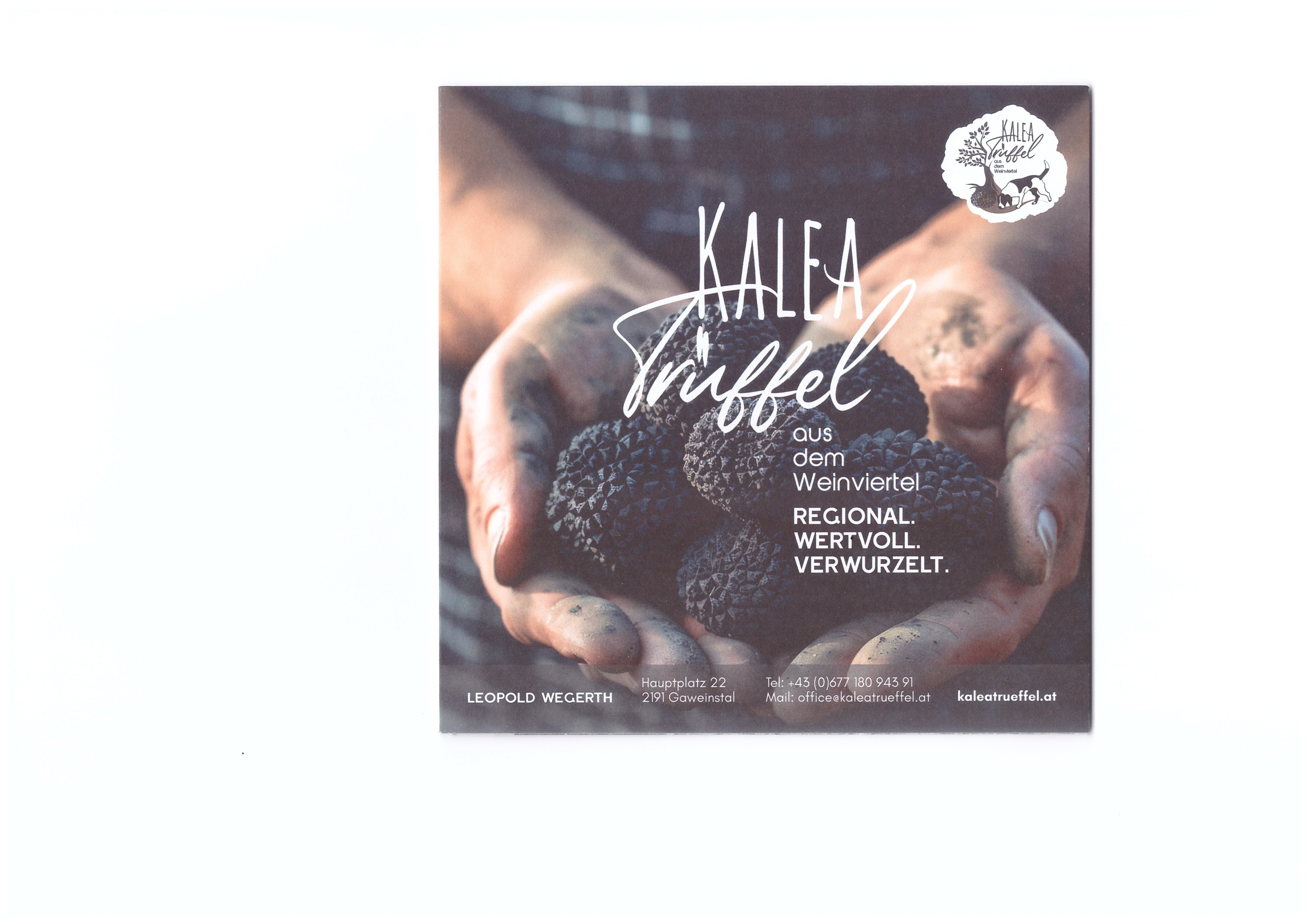 Eine Handvoll Trüffel nach erfolgreicher Suche