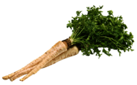 Petersilwurzel